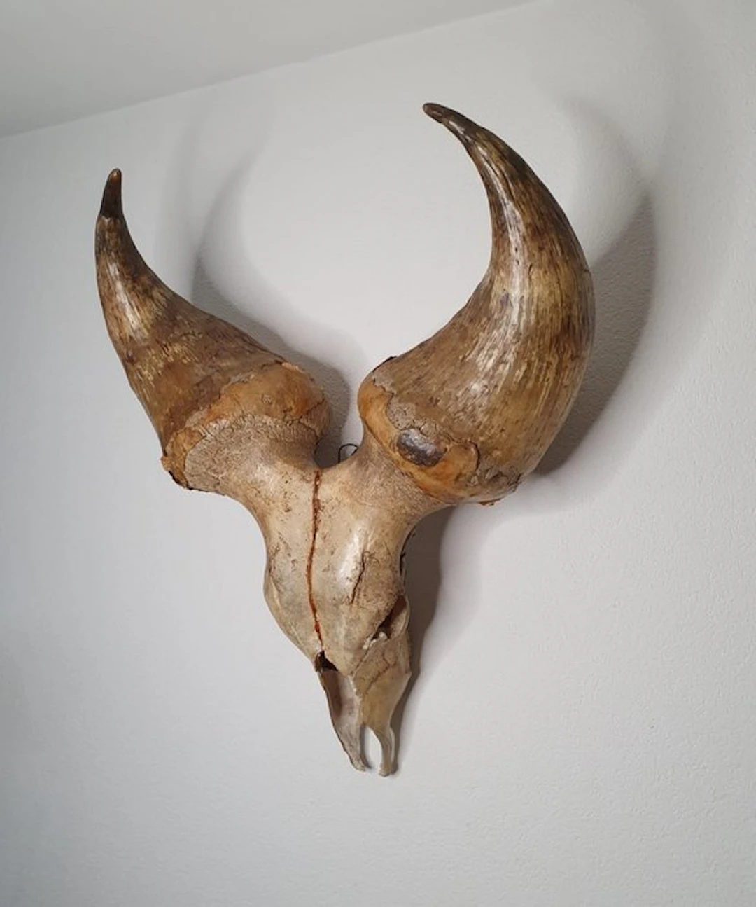 Humpless Longhorn Kuri Skull - Skull - Bos taurus...