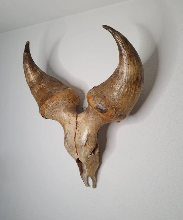 Humpless Longhorn Kuri Skull - Skull - Bos taurus...