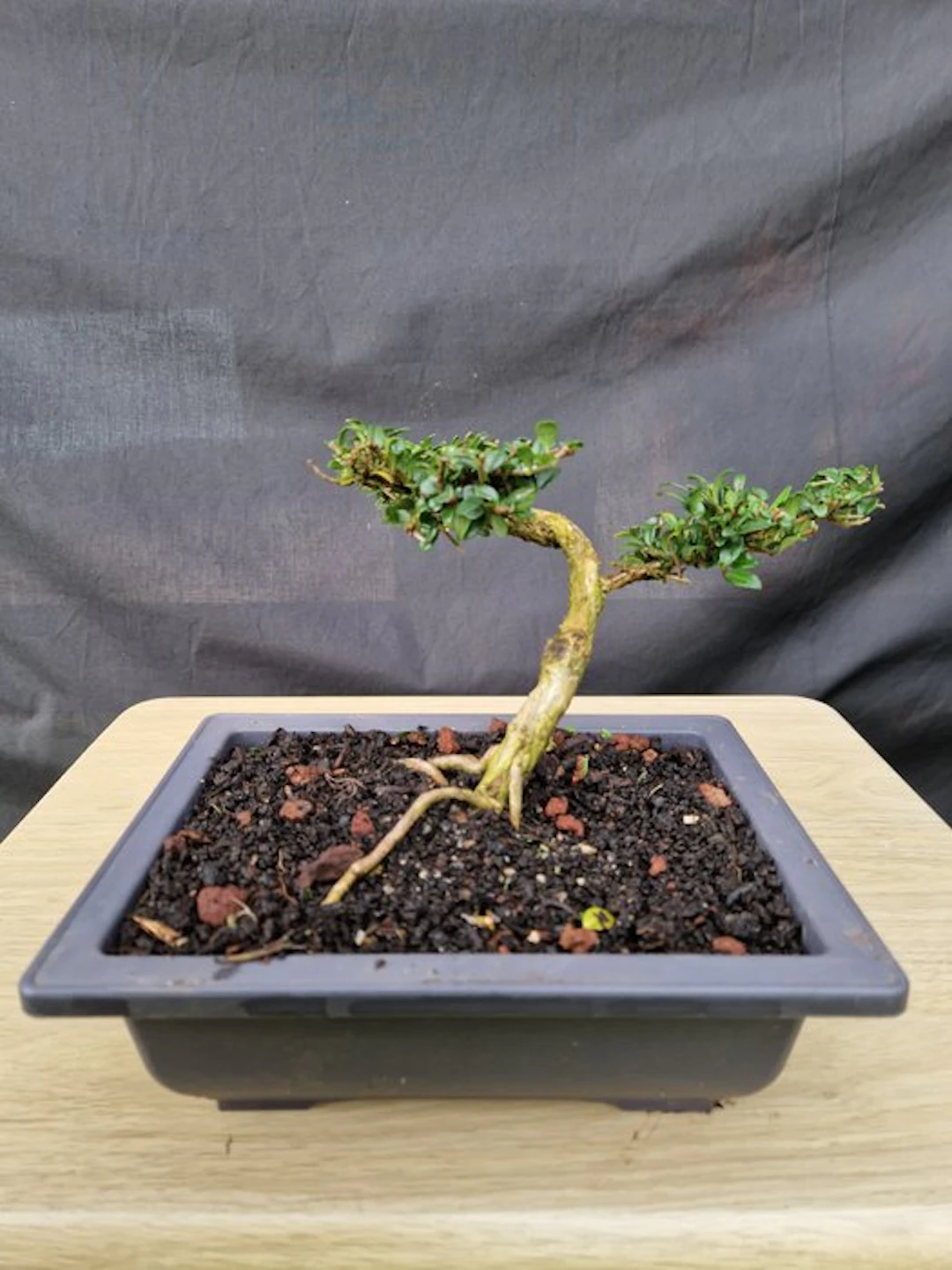 honeysuckle - Height (Tree): 13 cm - Depth (Tree): 22 cm - France