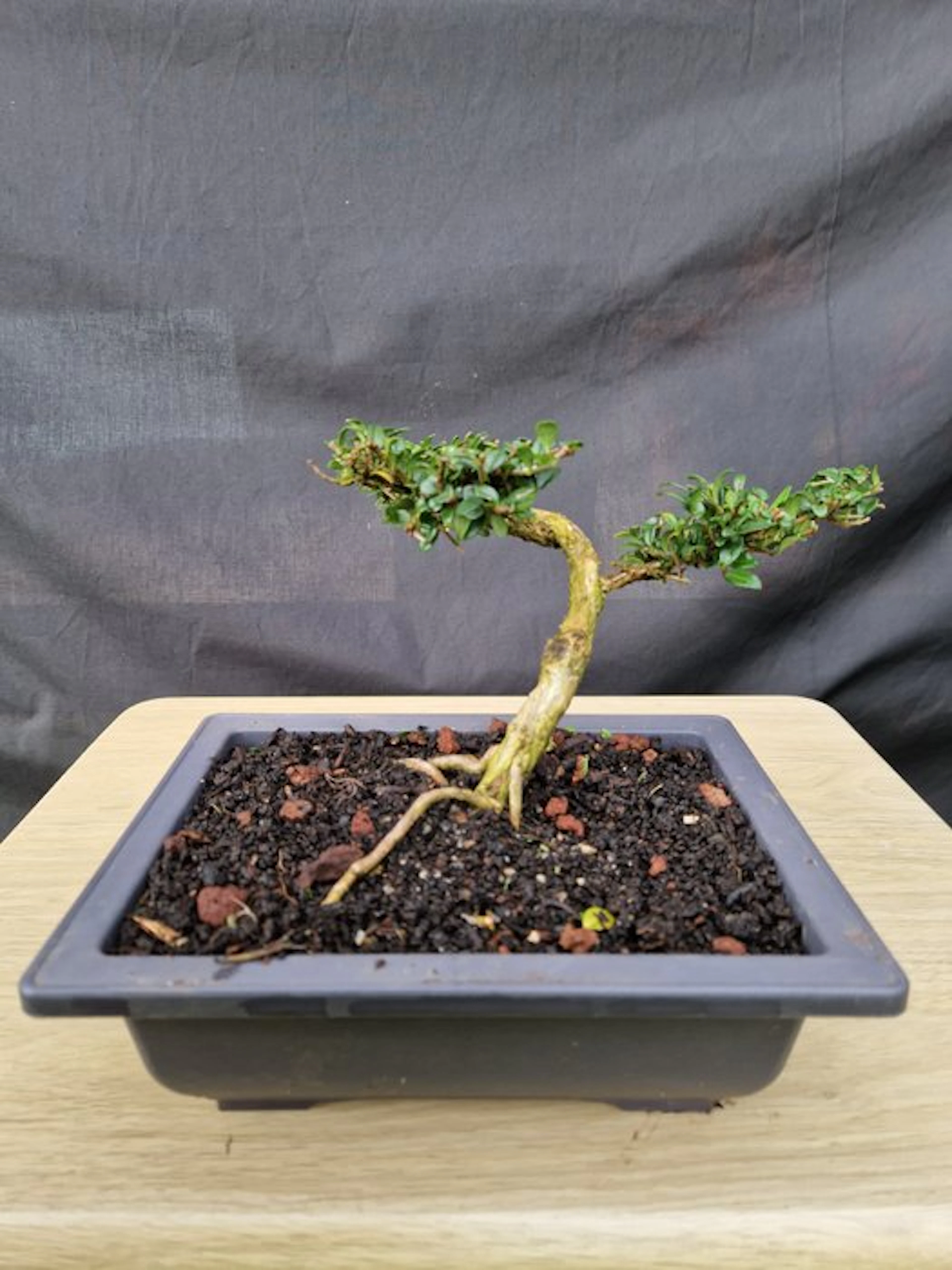 honeysuckle - Height (Tree): 13 cm - Depth (Tree): 22 cm - France