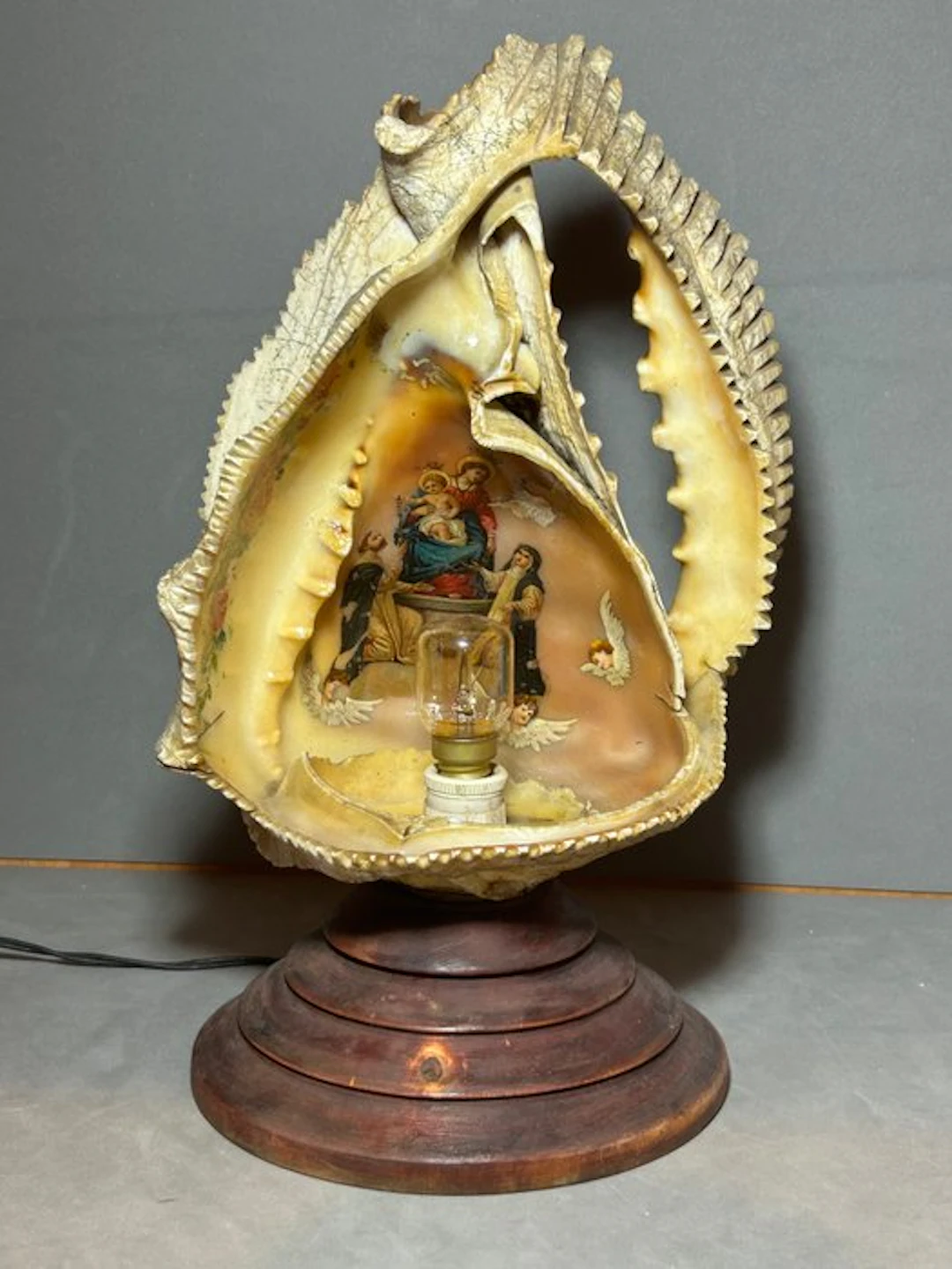 Cassis cornuta Taxidermy full body mount - Lampada...