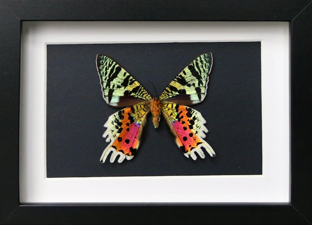 Butterfly Taxidermy full body mount - Urania ripheus - 13...