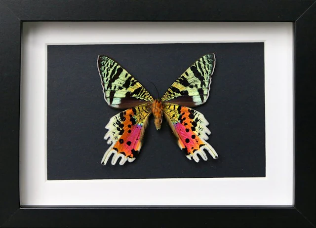 Butterfly Taxidermy full body mount - Urania ripheus - 13...