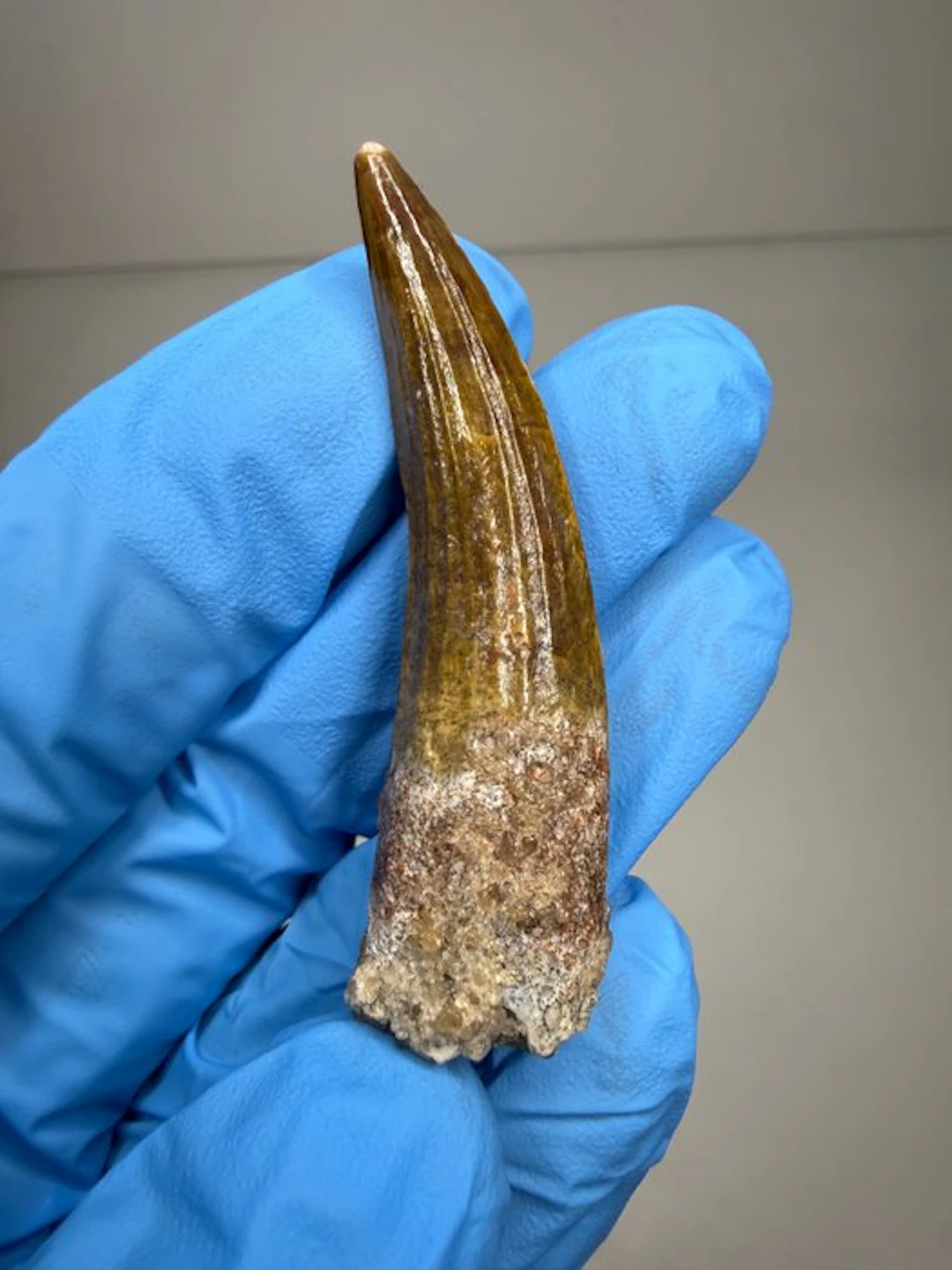 Dinosaur - Fossil tooth - Suchomimus Tenerensis - 6.5 cm