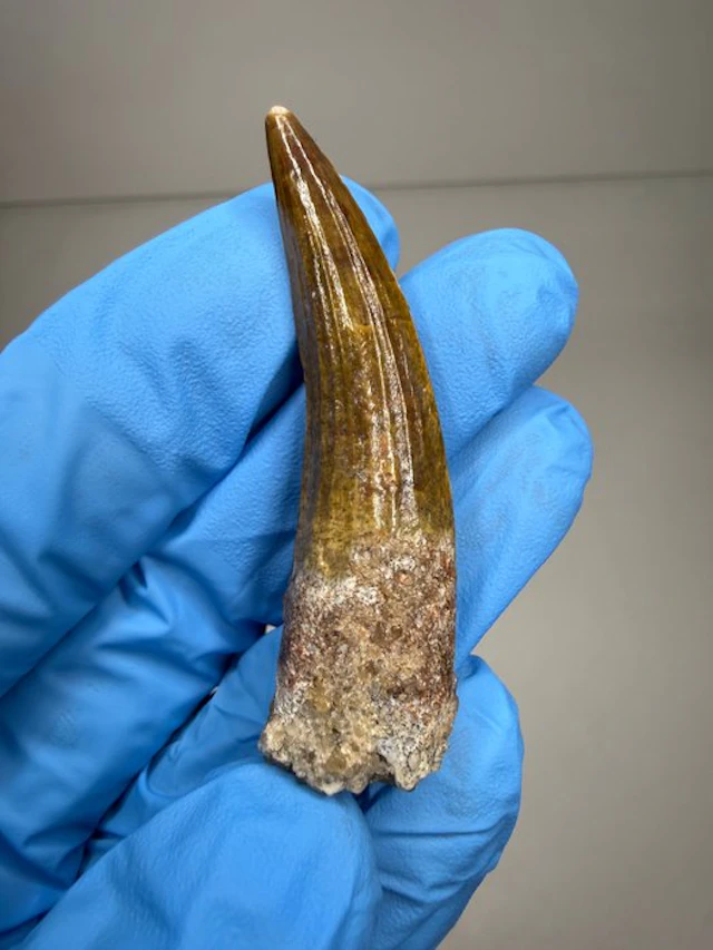 Dinosaur - Fossil tooth - Suchomimus Tenerensis - 6.5 cm