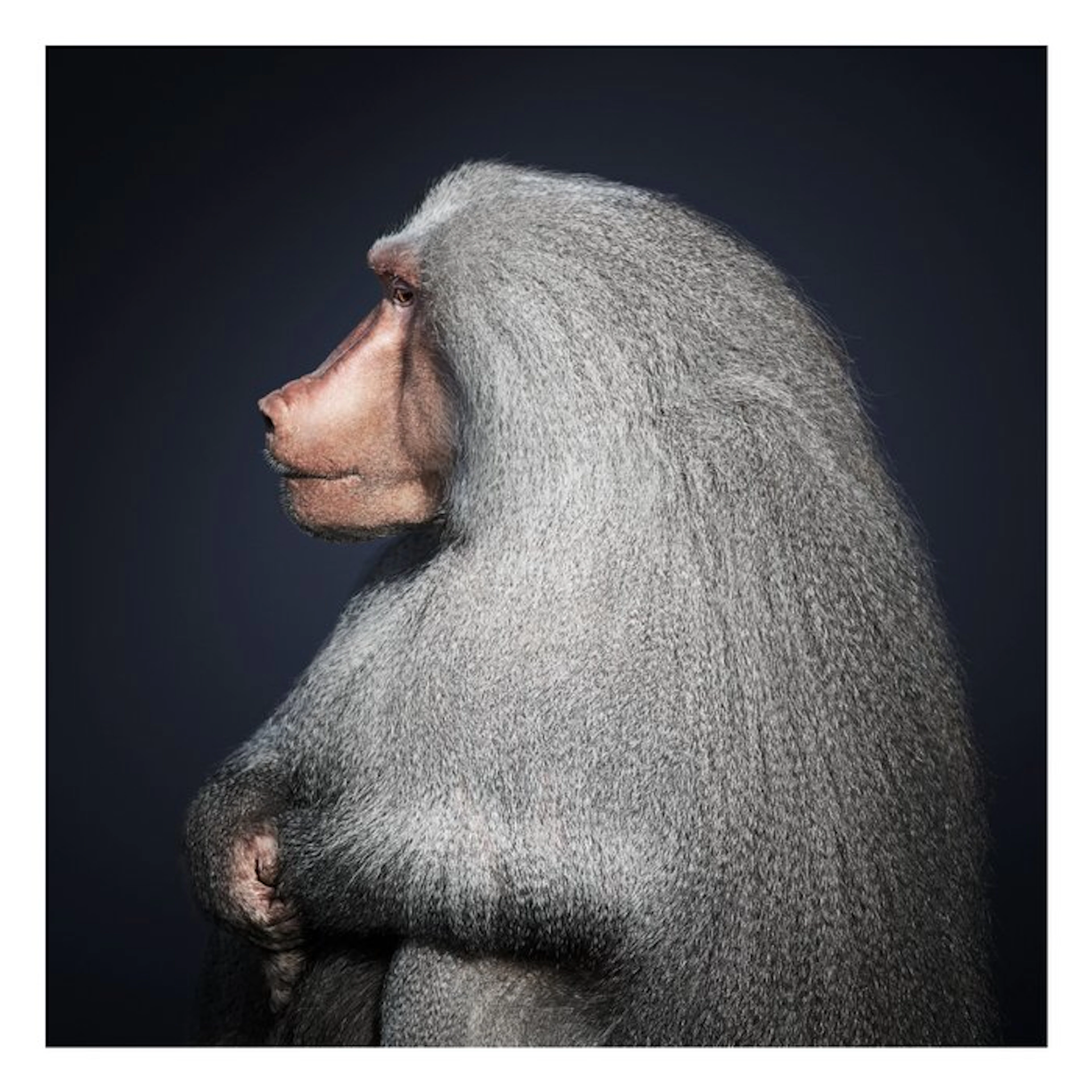 Ralph Hargarten - Baboon 1