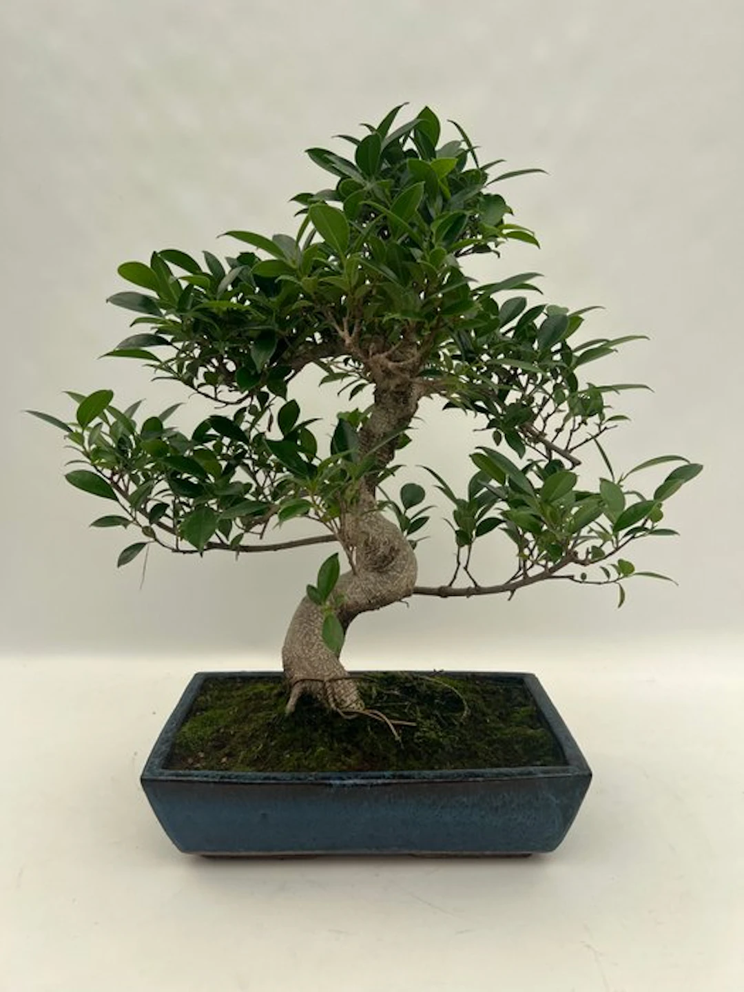 Ficus Retusa - Height (Tree): 50 cm - Depth (Tree): 50 cm - Netherlands