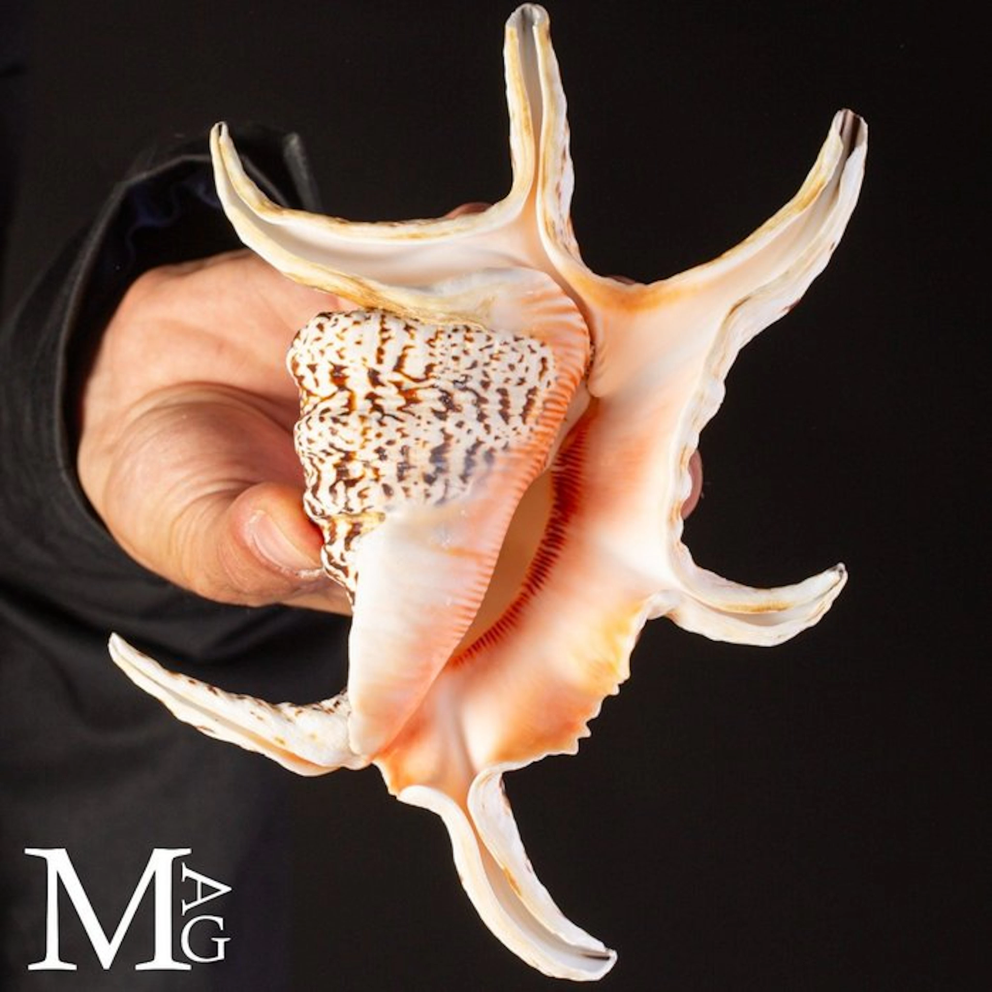 Lambis Shell Seashell - Height: 190 mm - Width: 135 mm- 270 g - (1)