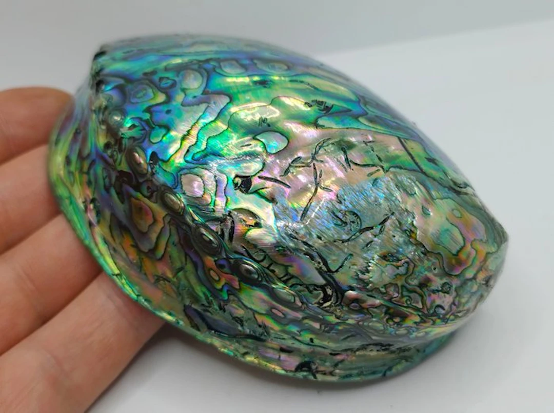 Very Beautiful Iridescent Palua Shell - Haliotis Iris...