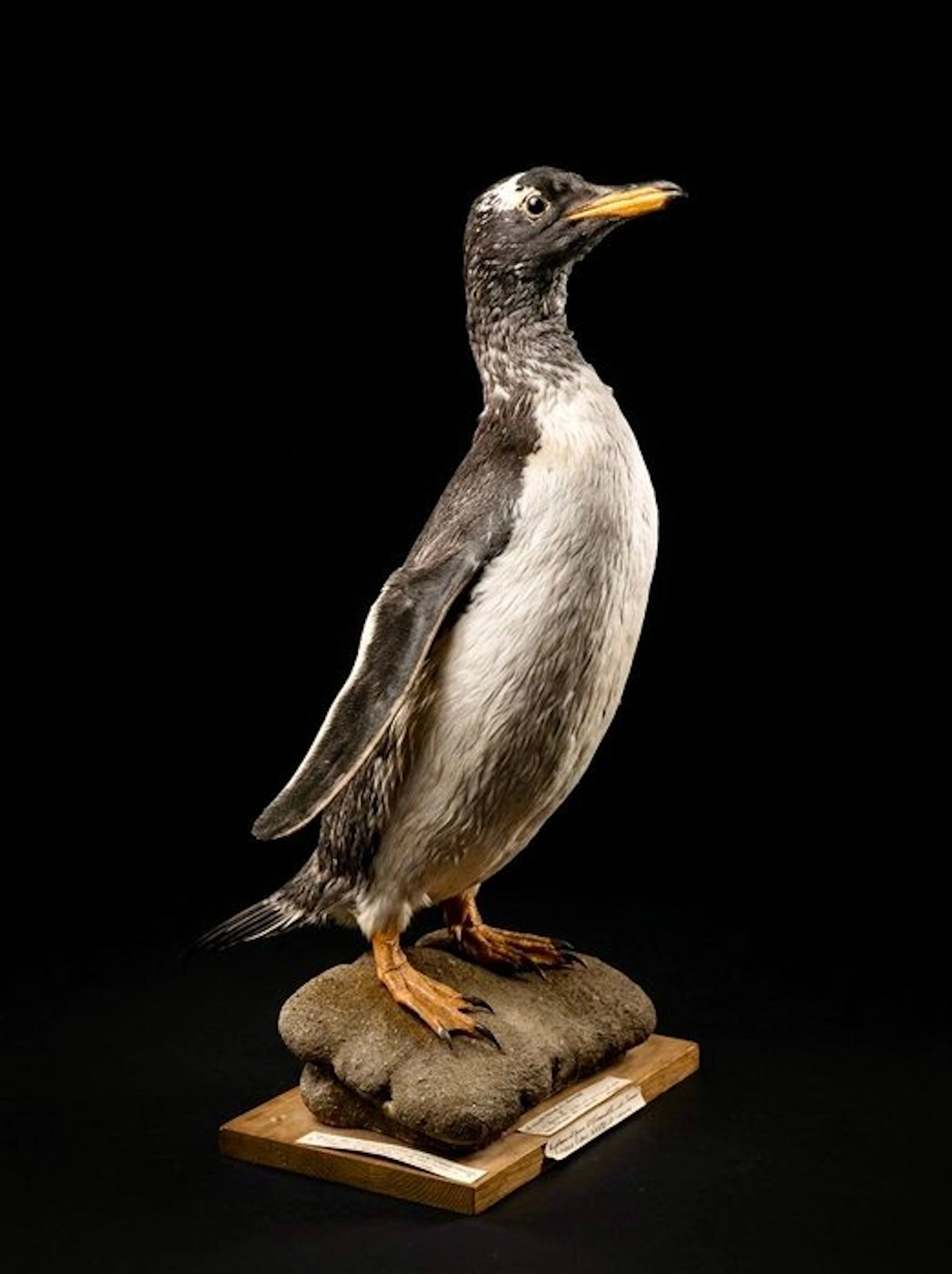 Penguin Taxidermy full body mount - Pygoscelis papua - 56...