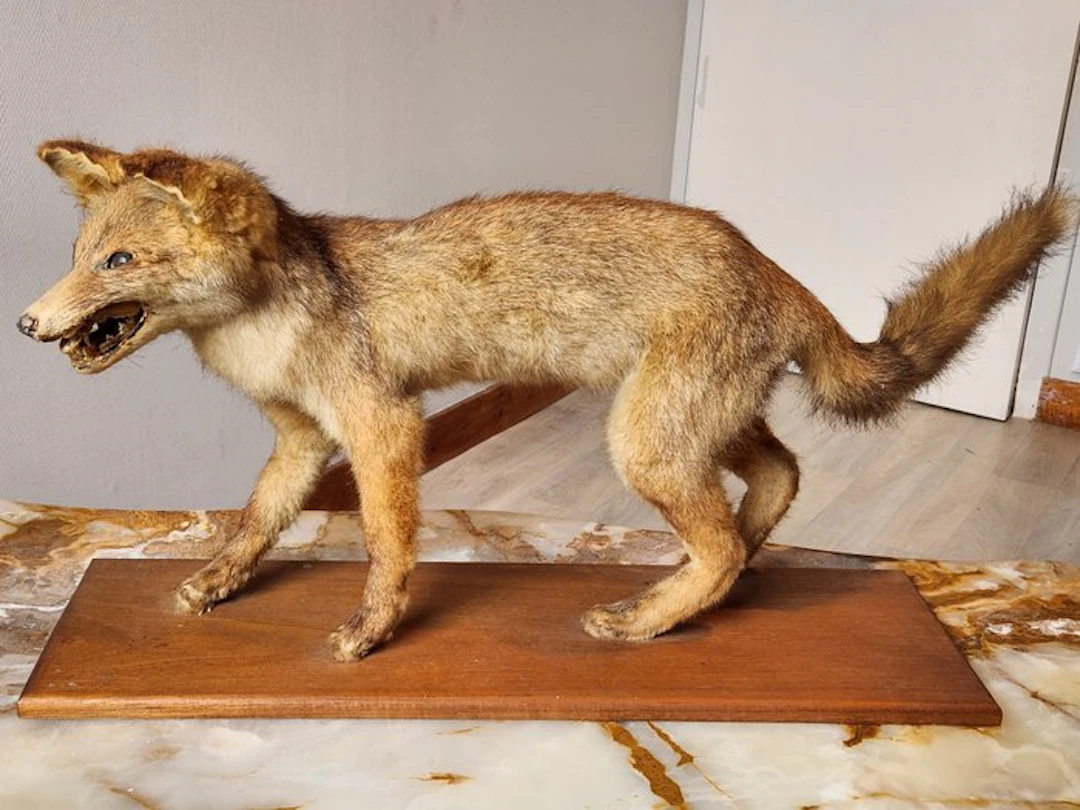 Red Fox Taxidermy full body mount - Vulpes vulpes - 28 cm - 19 cm - 60 cm - 1