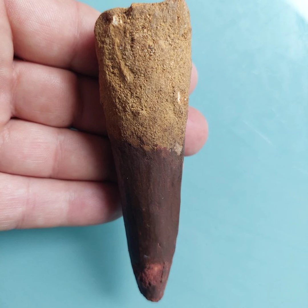 Spinosaur - Fossil tooth - 110 mm - 30 mm