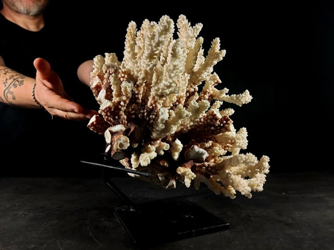 fascinating branching of Pocillopora coral Taxidermy full...