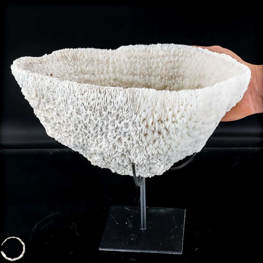 Exclusive Acropora coral shell from Florida – Impressive...