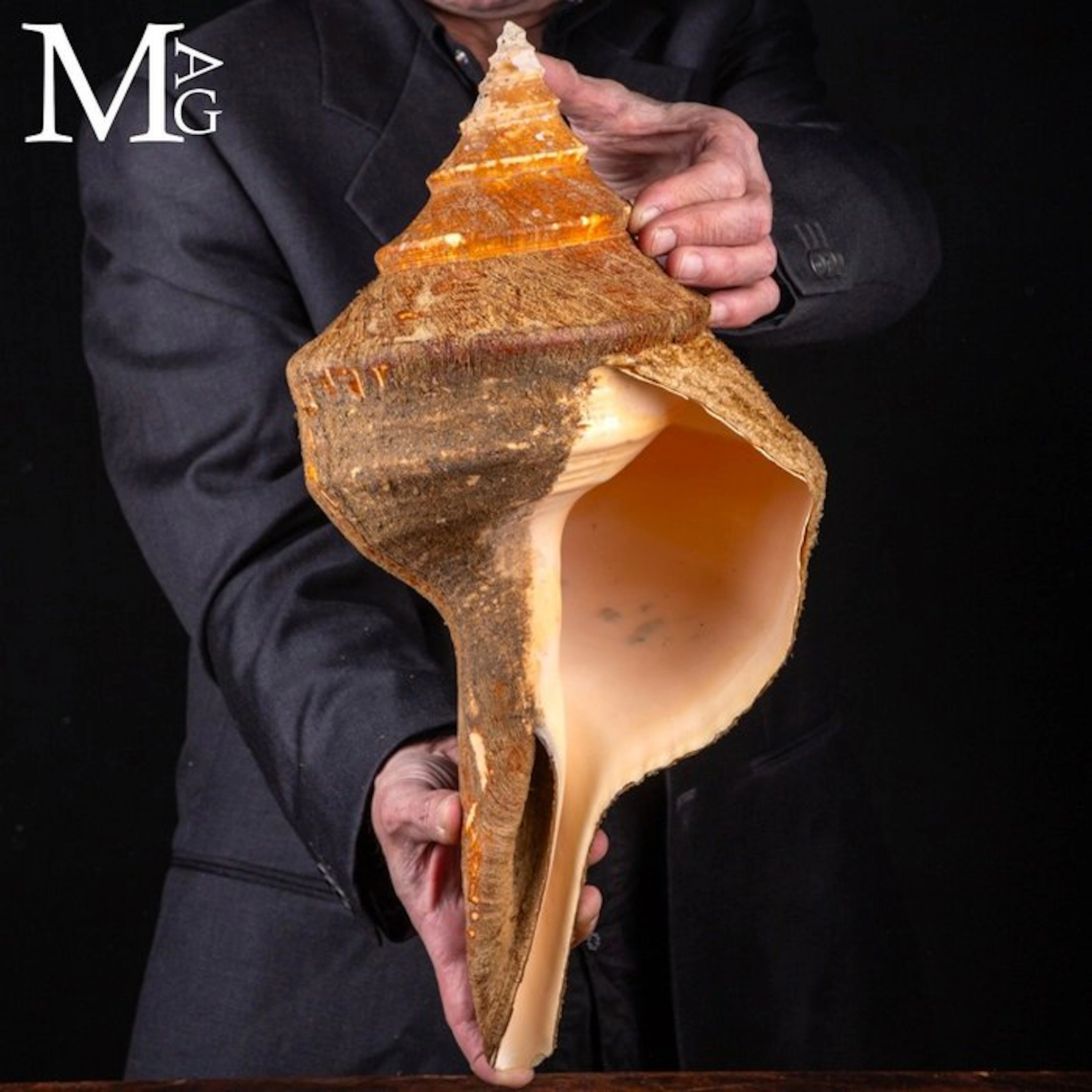 World's Largest Gastropod with Rare Intact Periostracum...