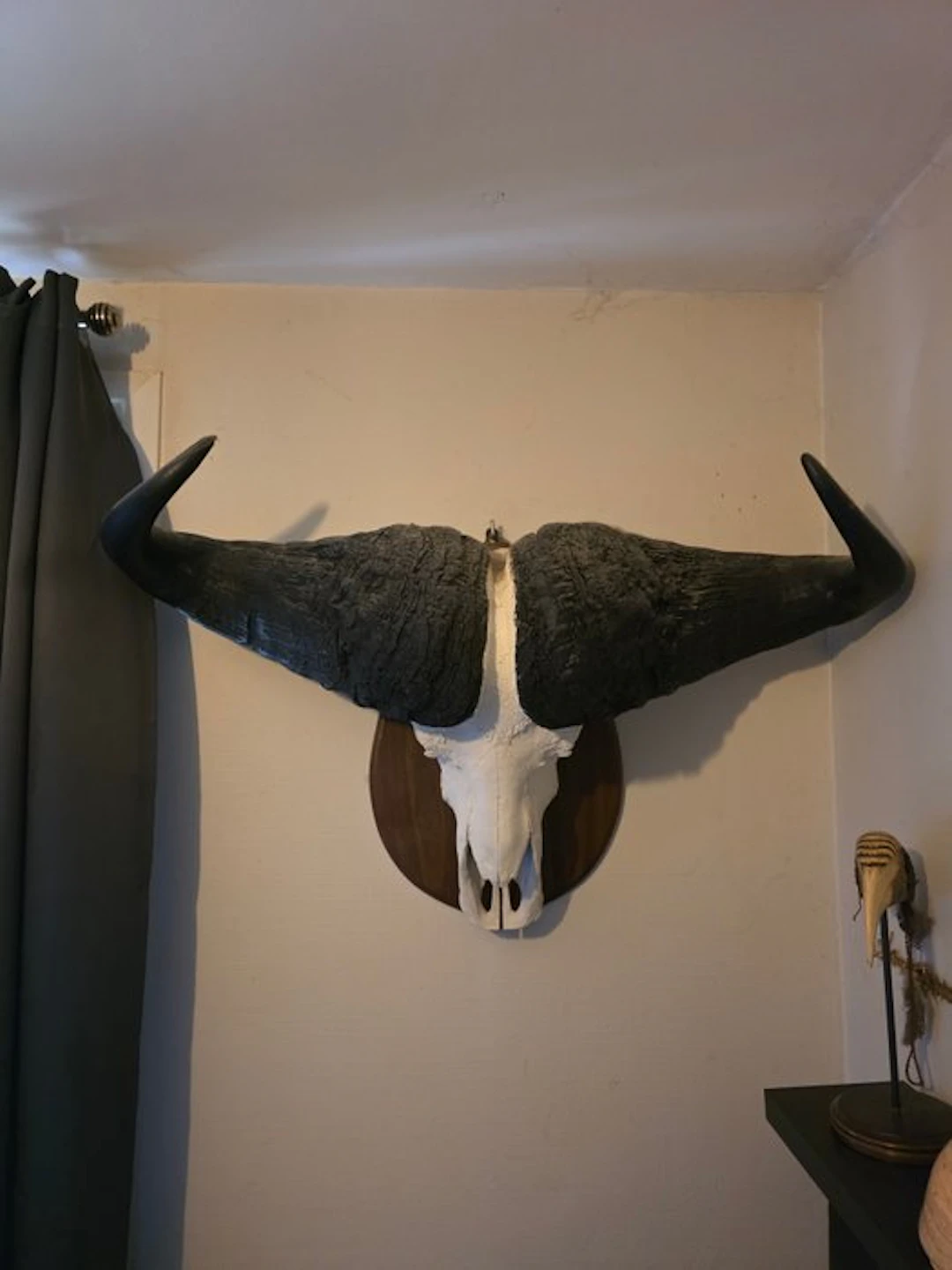 Cape buffalo Mammal skull - syncerus caffer - 70 cm - 100...