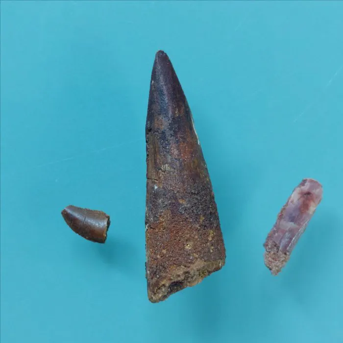 Dinosaur - Fossil tooth - Abelisaurus