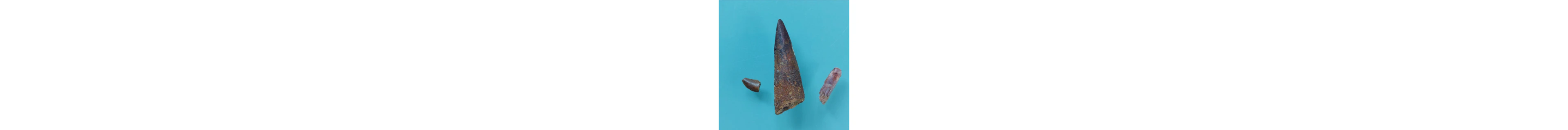 Dinosaur - Fossil tooth - Abelisaurus