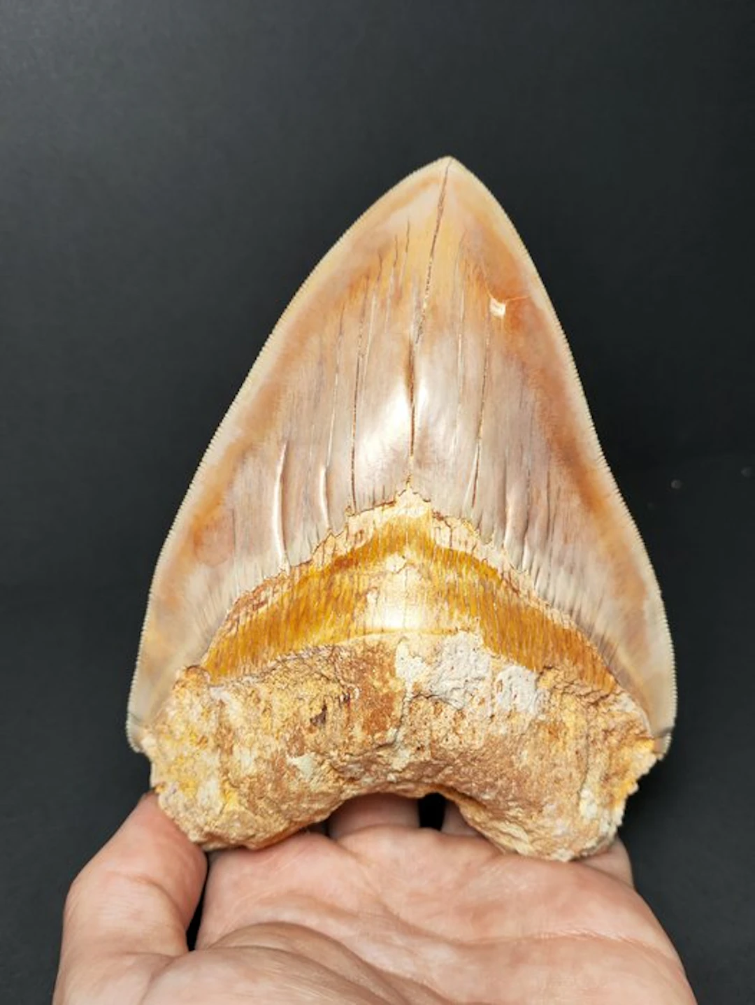 Megalodon - Fossil tooth - Otodus megalodon - 13.63 cm - 5.37 in