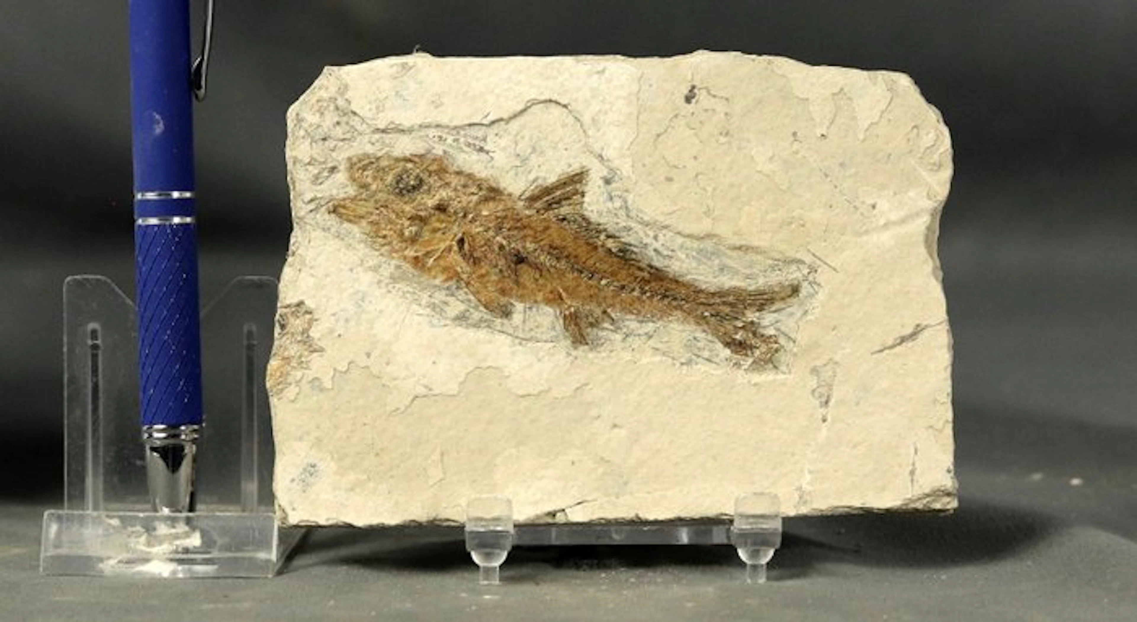 Fine and very detailed fossil fish - Fossilised animal...