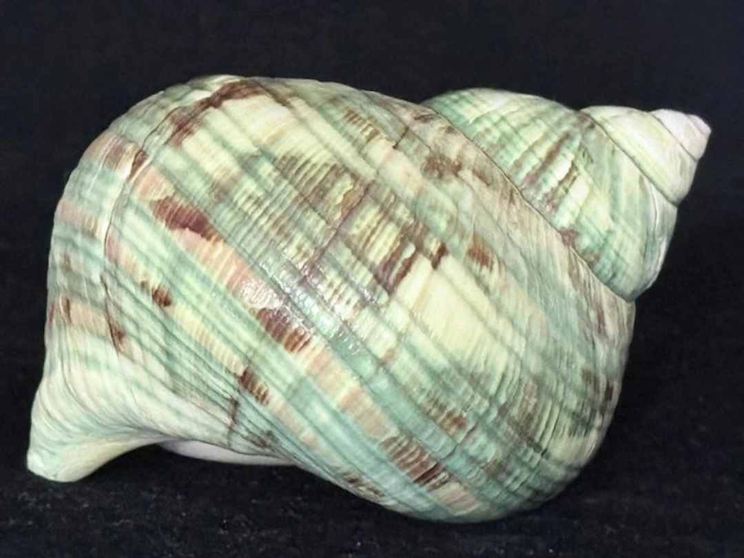 Sea Snail Sea shell - S-588 TURBO CRASSUS (No reserve price)