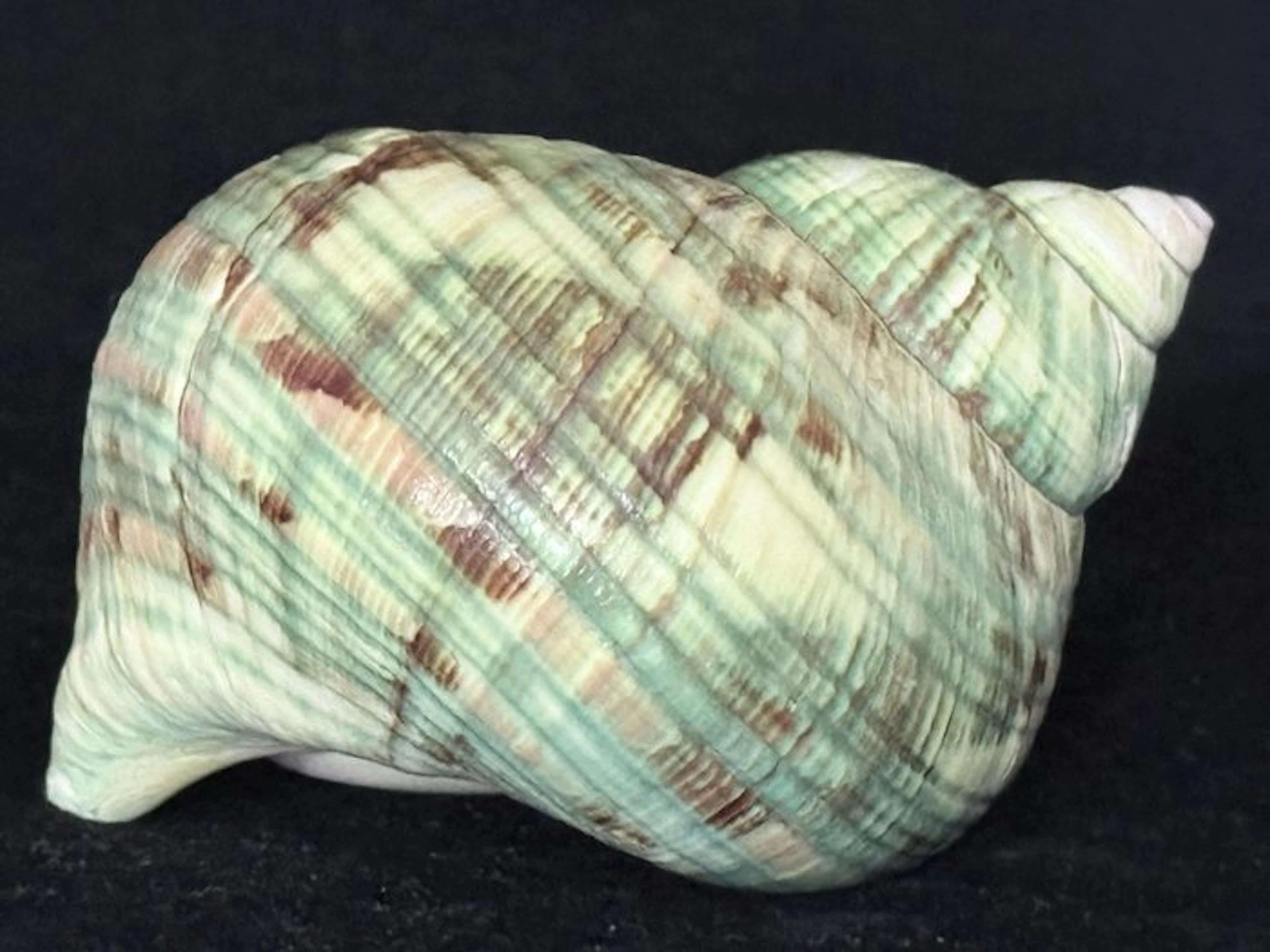 Sea Snail Sea shell - S-588 TURBO CRASSUS (No reserve price)