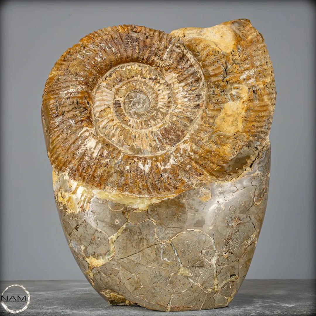 Very Rare! Big Fossilized Ammonite in Septarian-Matrix Freeform- 6990.71 g