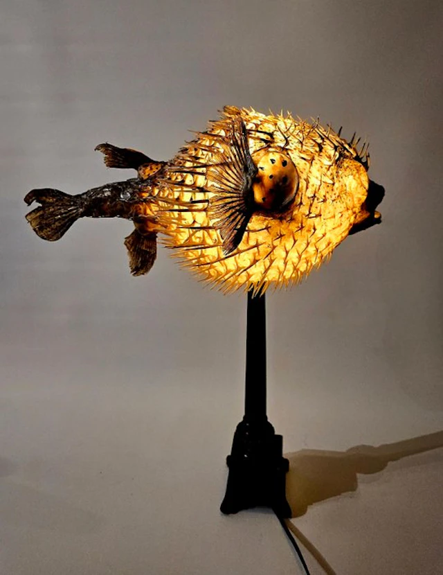 Egelvis lamp Taxidermy full body mount - Diodon sp