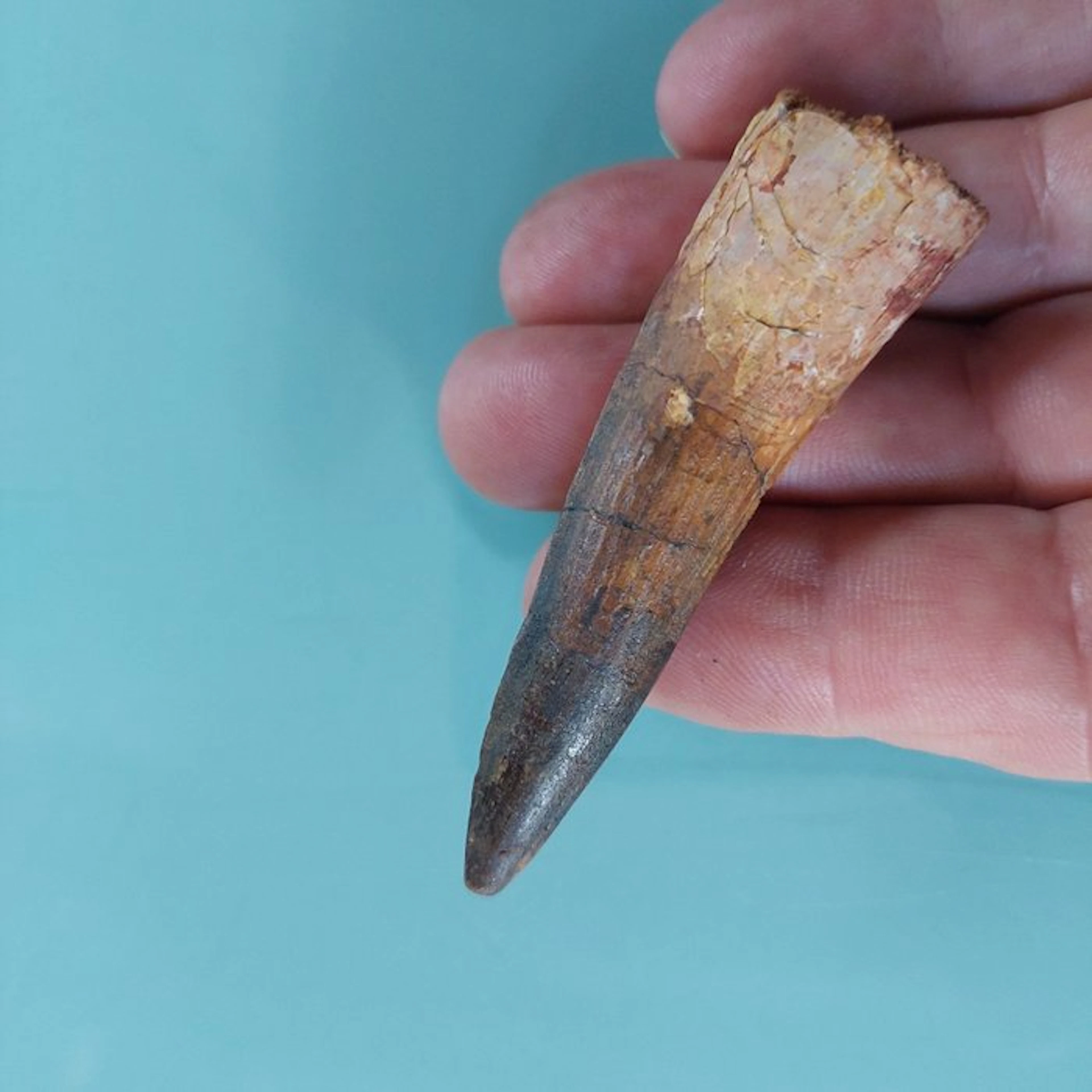Spinosaur - Fossil tooth - 72 mm - 20 cm