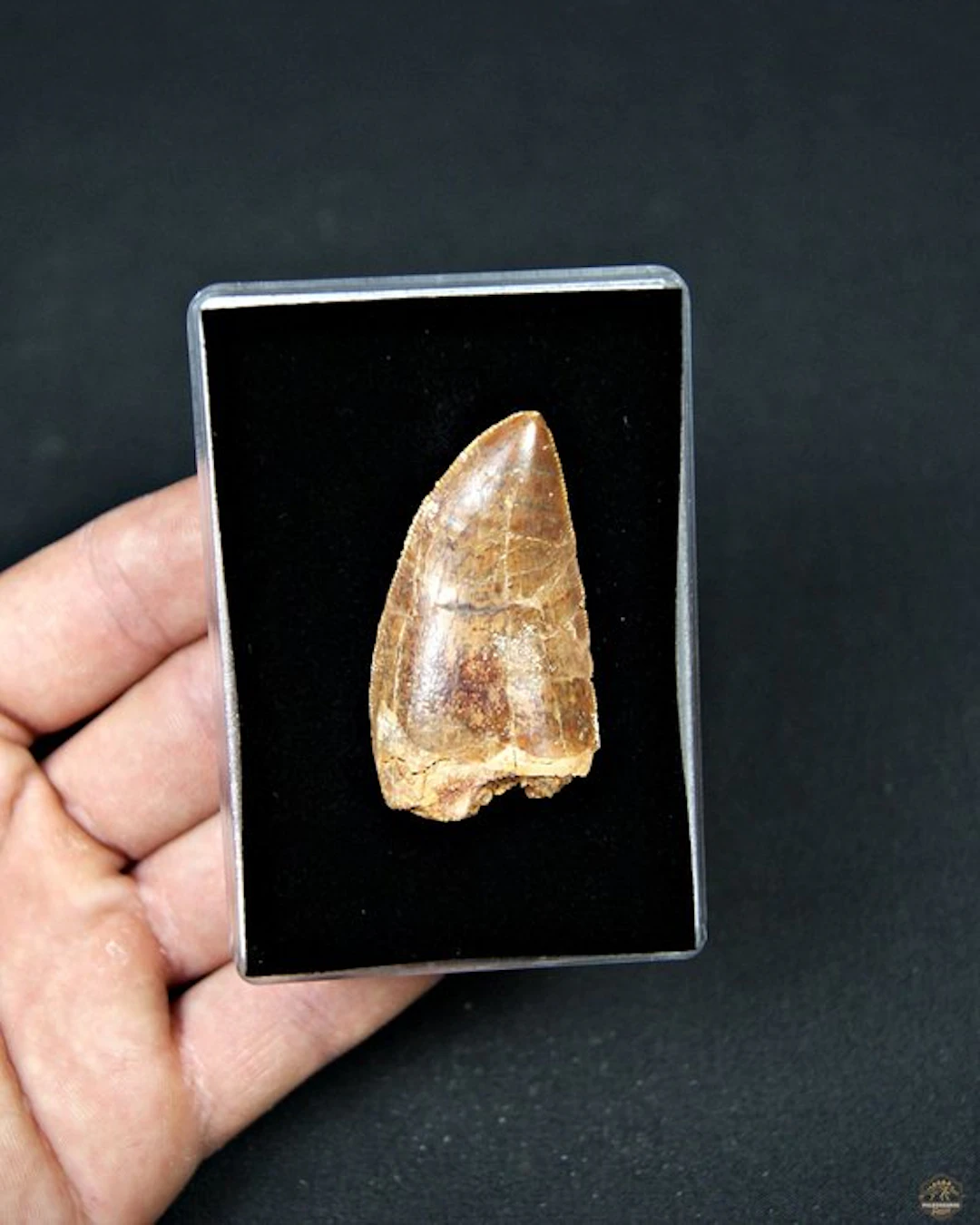 Dinosaur - Fossil tooth - Carcharodontosaurus Saharicus