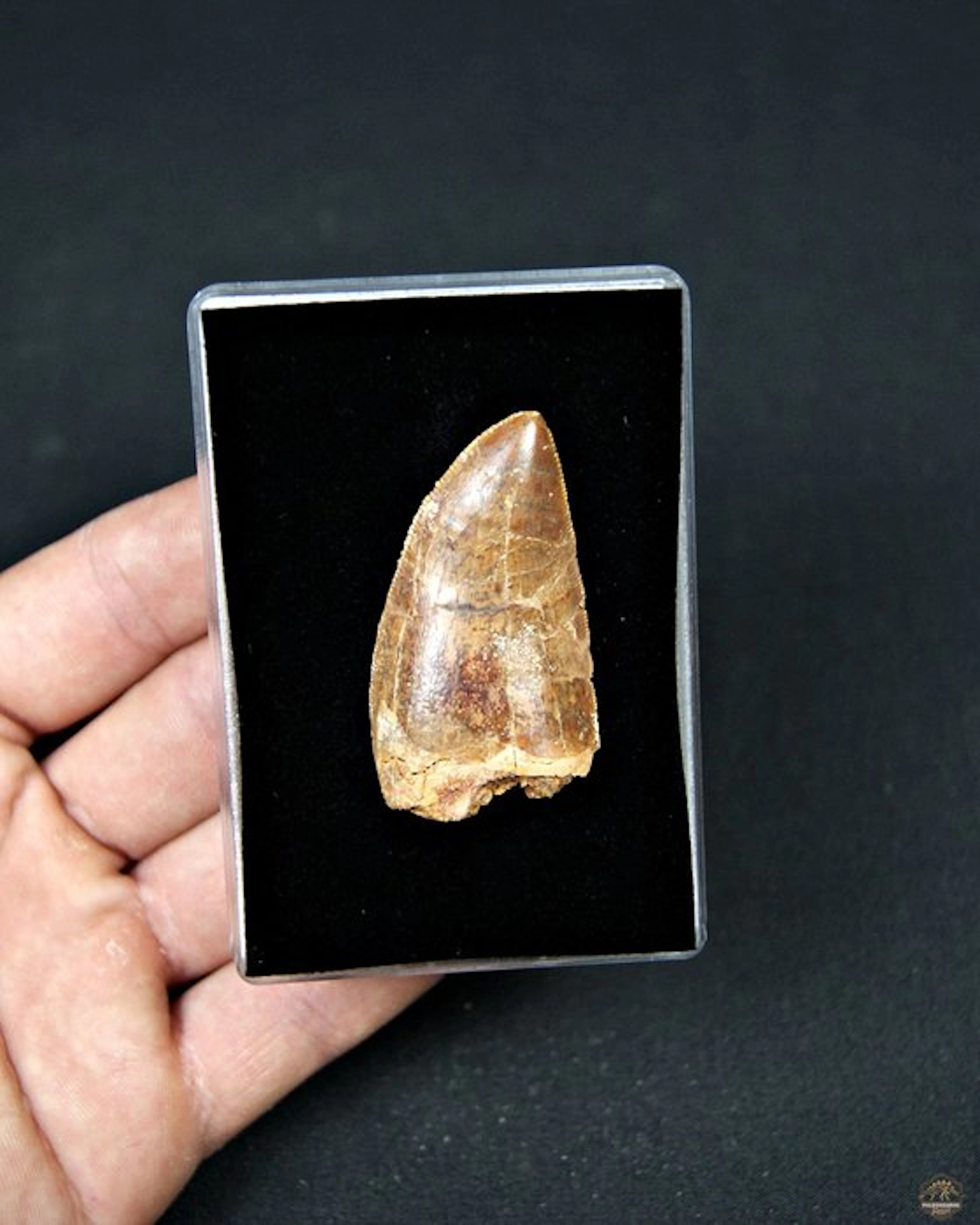 Dinosaur - Fossil tooth - Carcharodontosaurus Saharicus