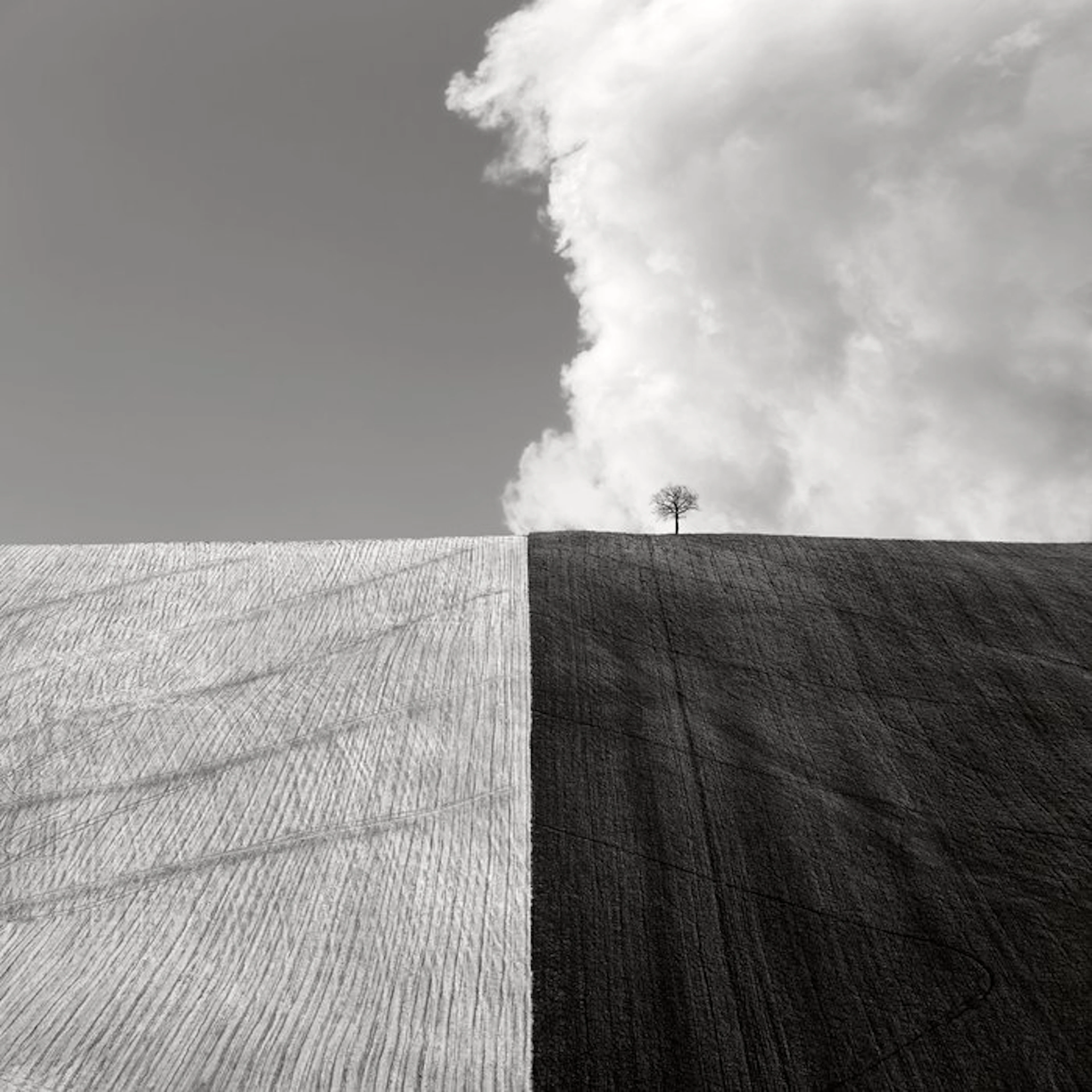 Rosario Civello - Fields #14