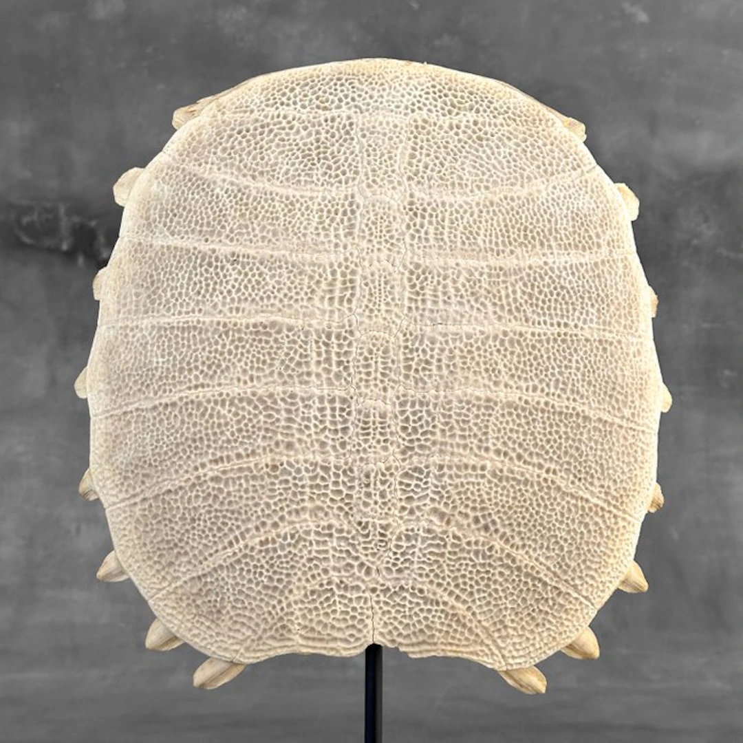 NO RESERVE PRICE - Stunning Chinese Softshell Turtle...
