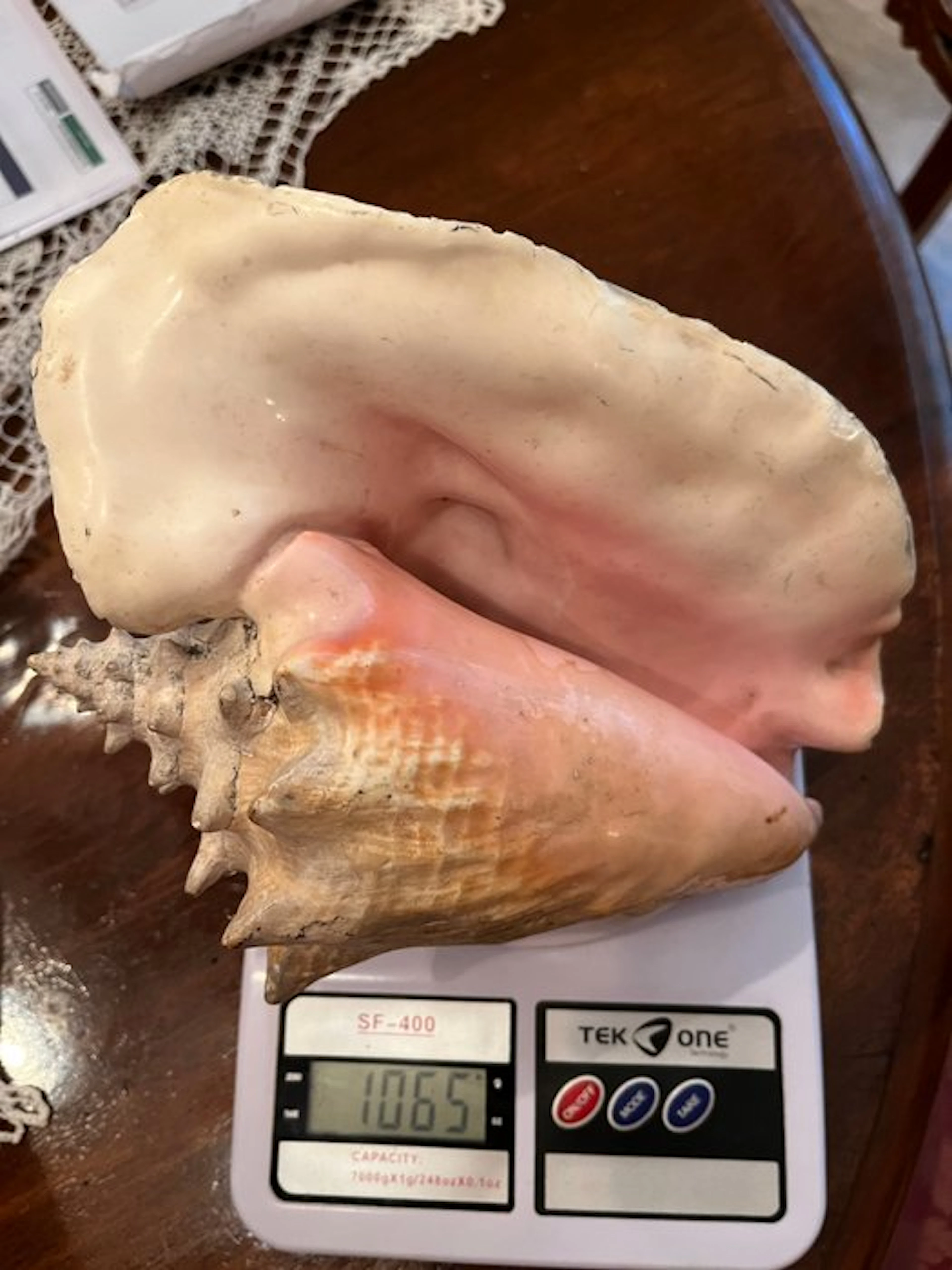 Conch Sea shell - Strombus giga ( Strombide) Caraibi