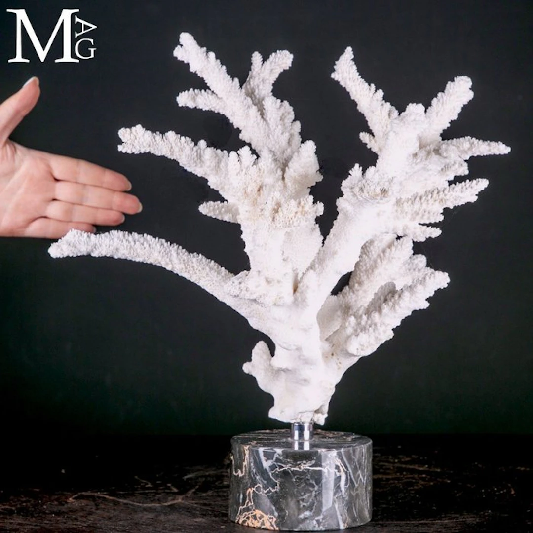 Large Natural White Acropora Florida Coral Branch with...