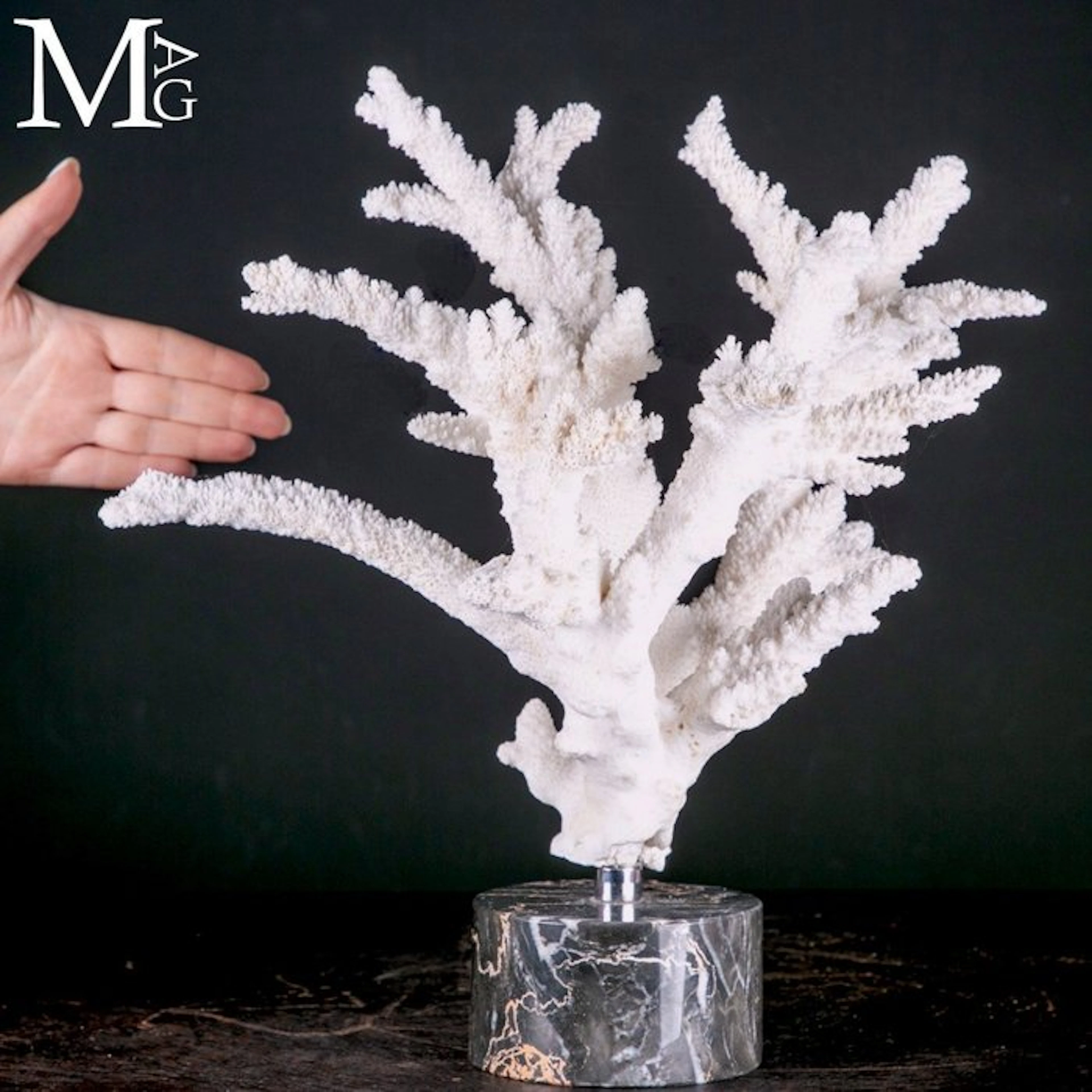 Large Natural White Acropora Florida Coral Branch with...