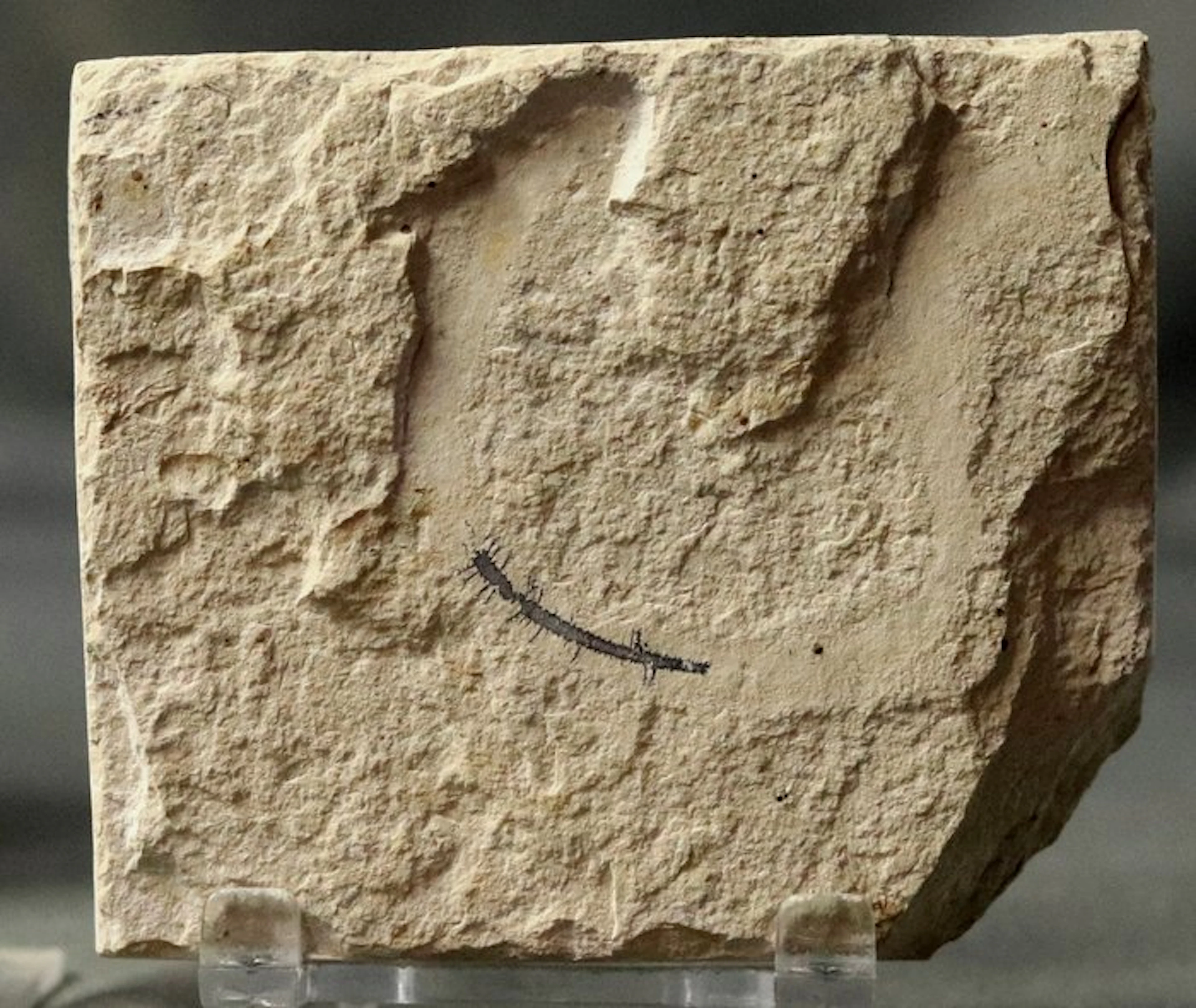 Finest fossil worm on stone - - Fossilised animal...