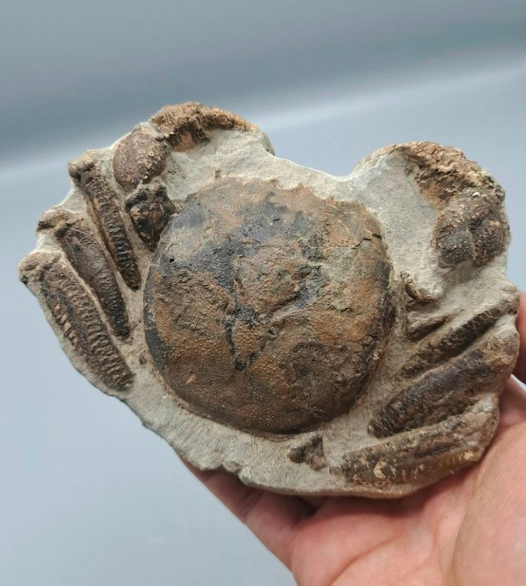 Crab - Fossil carapace - Avitelmessus grapsoideus