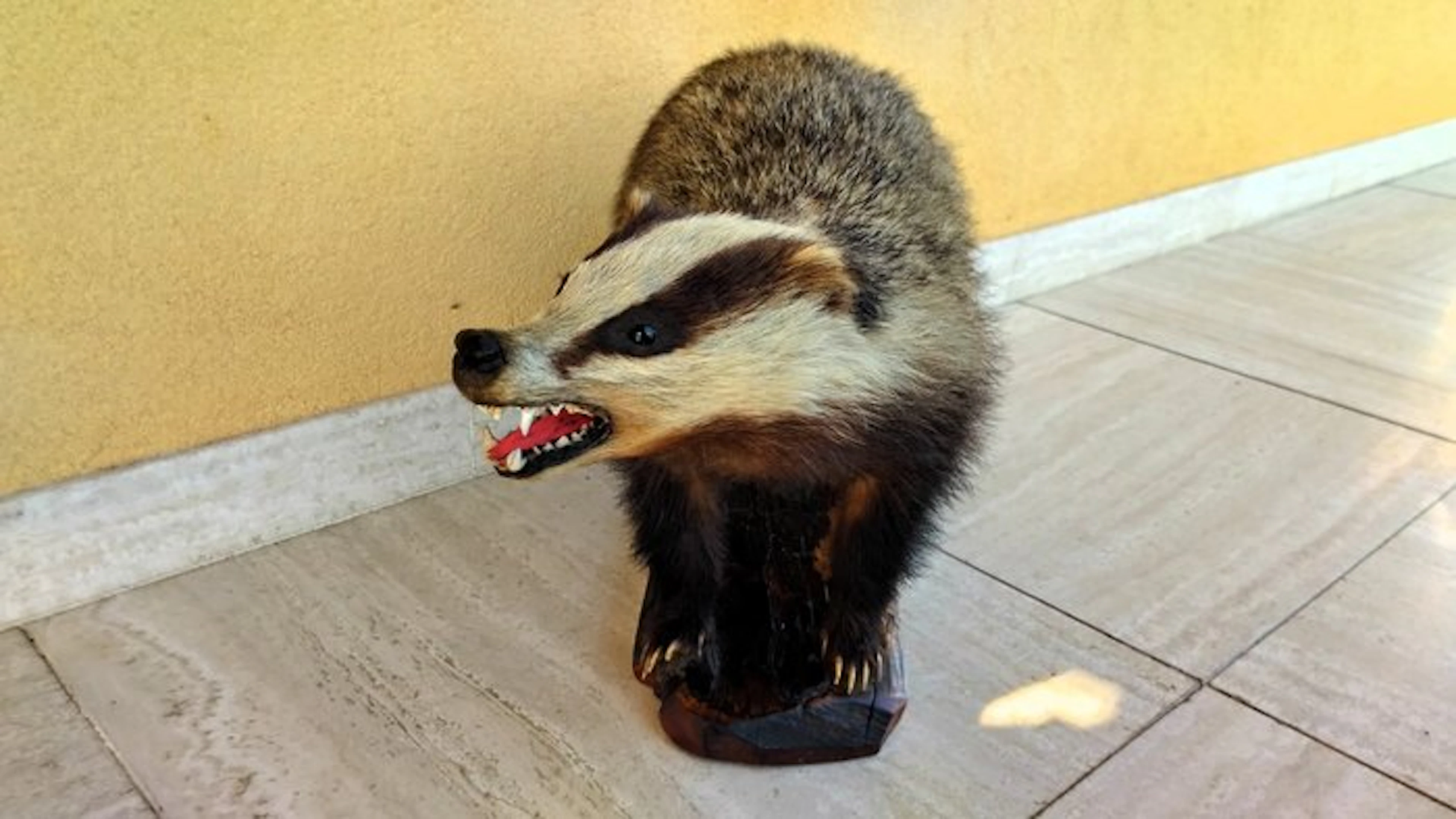 Badger Taxidermy full body mount - Meles Meles - 36 cm...
