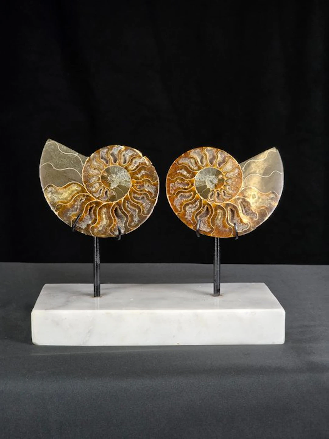 Ammonite - Fossilised animal - Two Aioloceras (Cleoniceras) sp