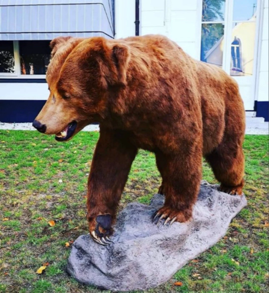 Our Kodiak Taxidermy full body mount - URSUS ARCTOS...