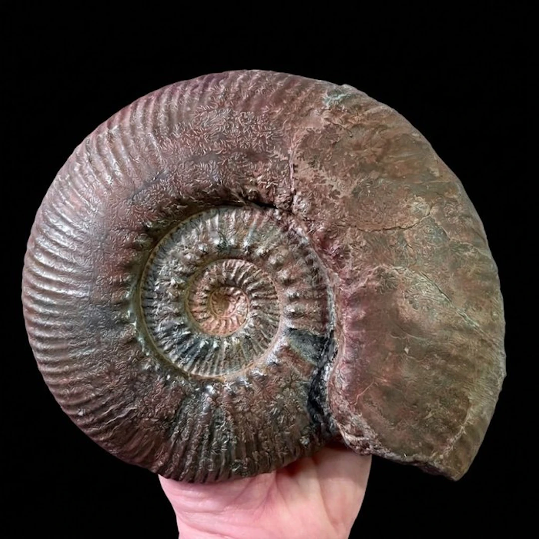 Ammonite - Fossilised shell - Hammatoceras speciosum...