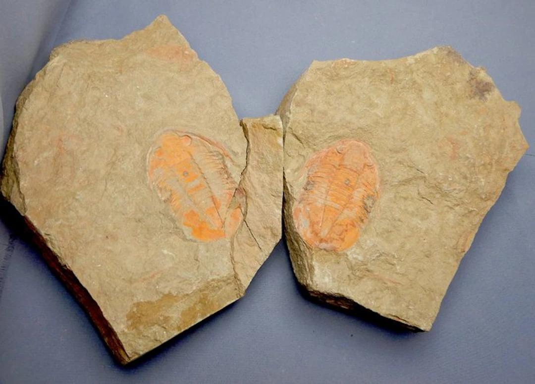 Trilobite - Fossilised animal - Asaphus (Positive & negative) - 5.5 cm
