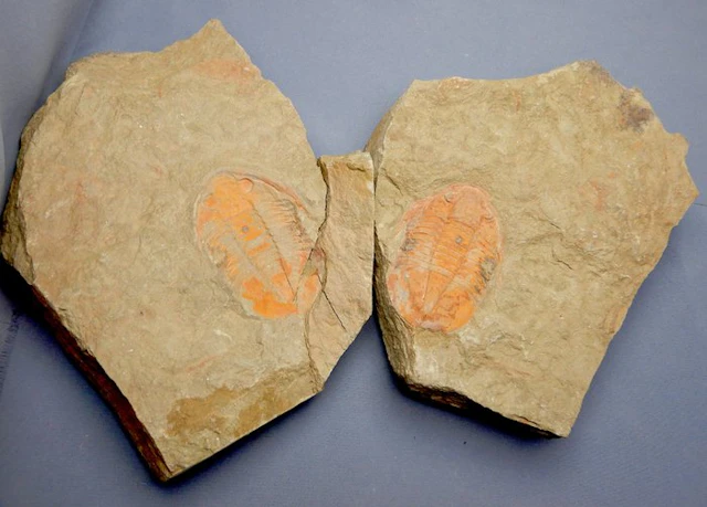 Trilobite - Fossilised animal - Asaphus (Positive & negative) - 5.5 cm