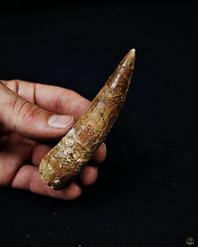 Spinosaur - Fossilised tusk - Spinosaurus aegyptiacus