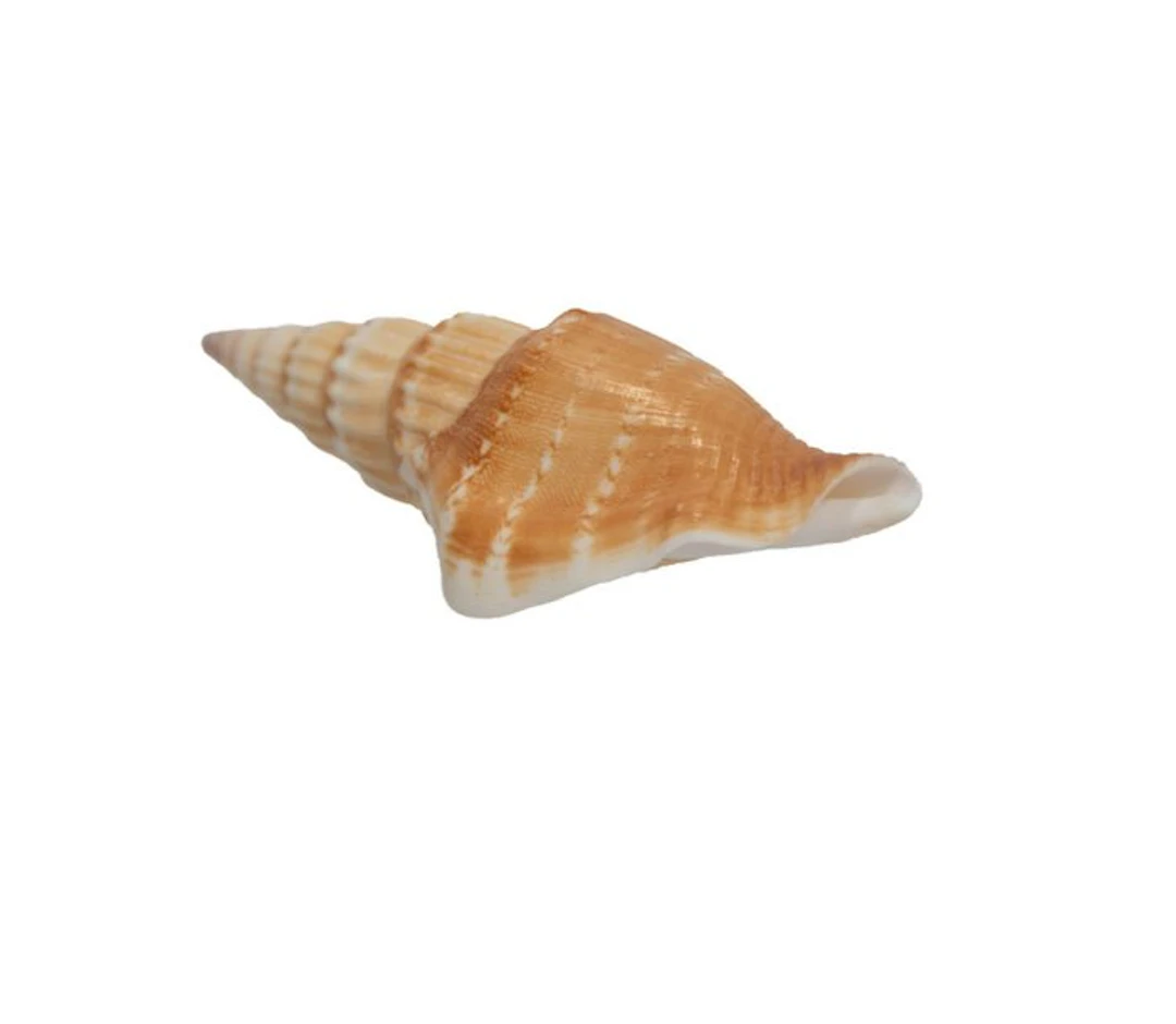Doxander vittatus (Strombus vittatus) – 68 mm – Perfect...