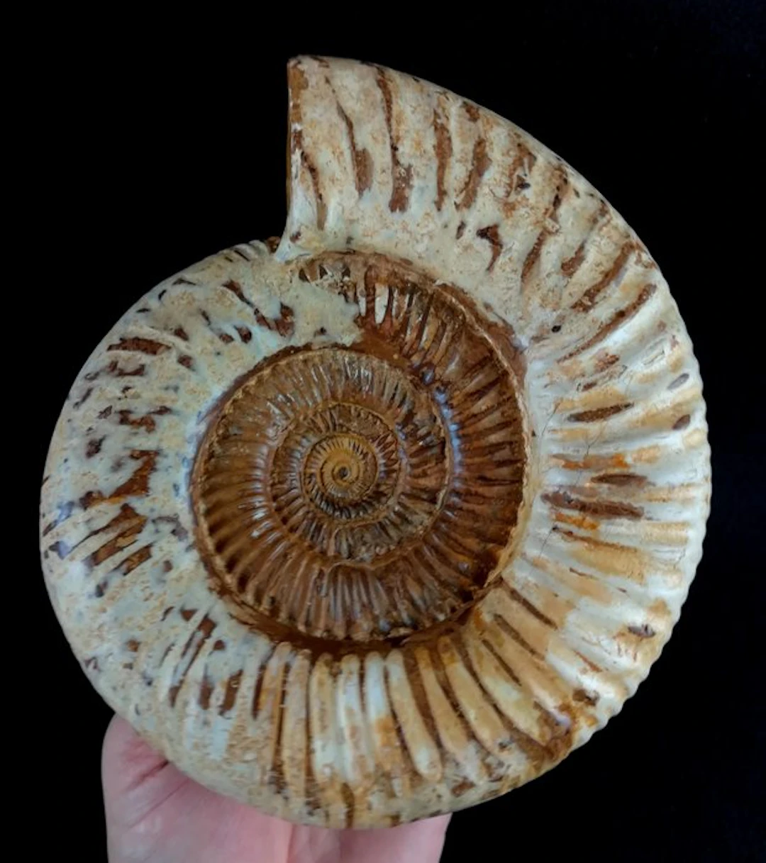 Ammonite - Fossilised animal - Kranaosphinctes...