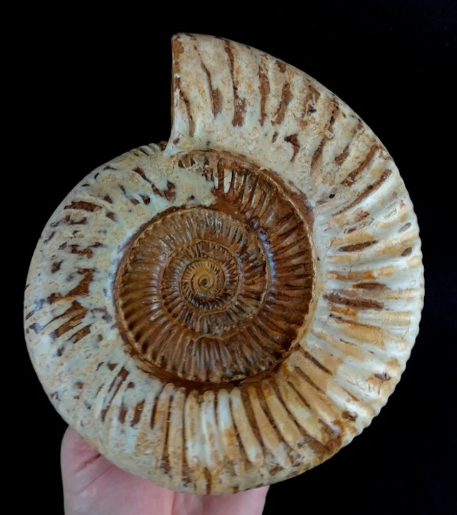 Ammonite - Fossilised animal - Kranaosphinctes...
