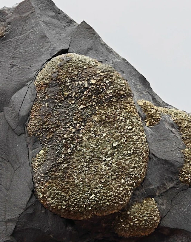 Gilded marcasite nodules with large crystals Crystals on...