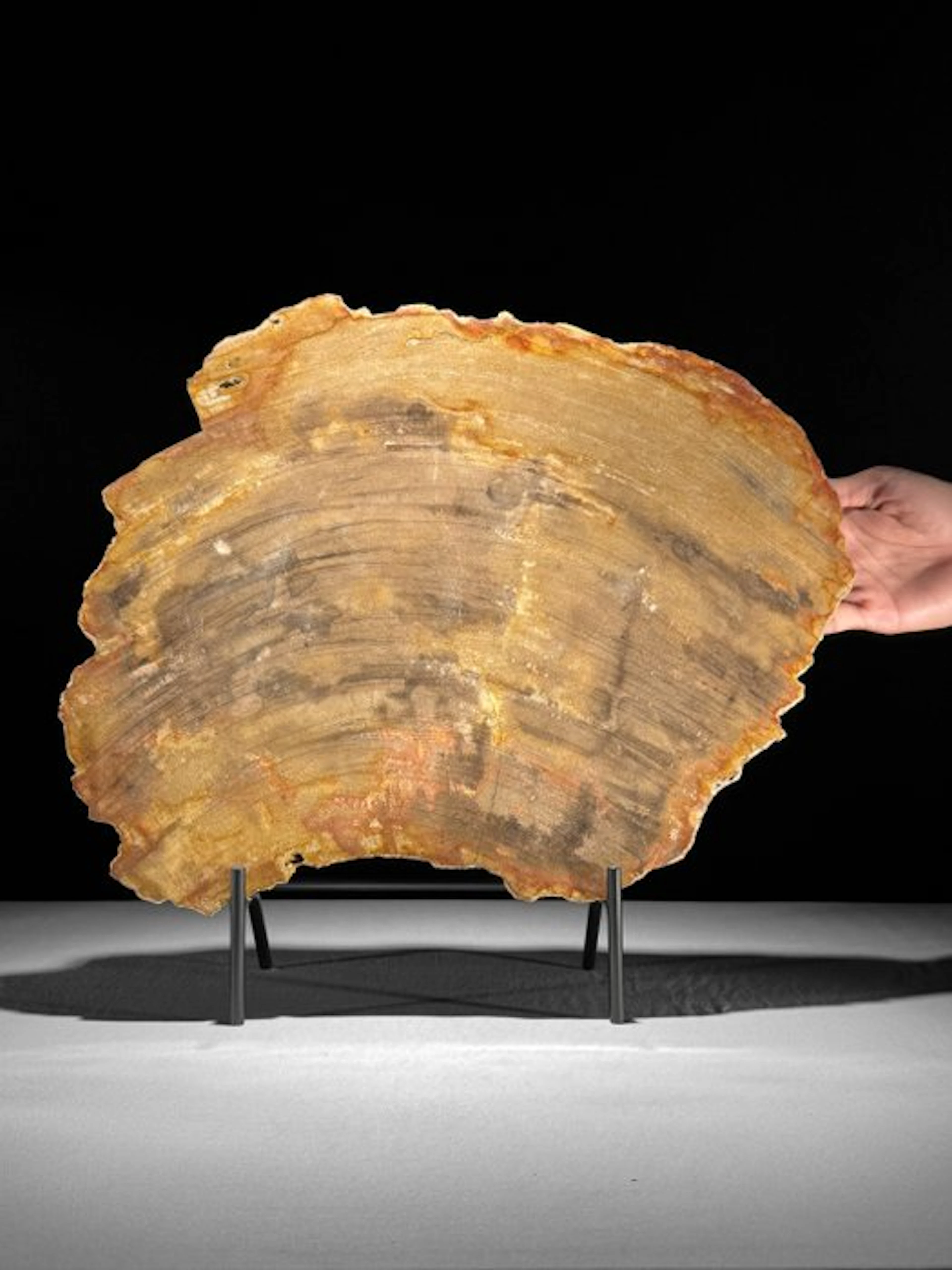C - Beautiful Large Slice of Petrified Wood on a custom...